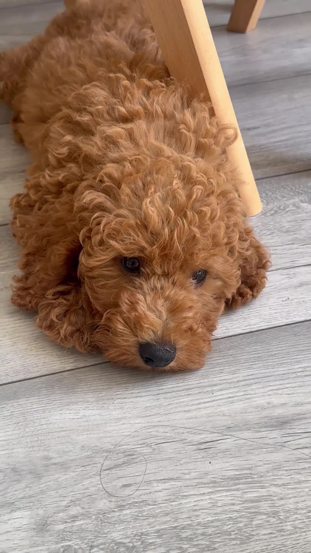 Poochon dogs for sale: GORGEOUS BOY LEFT - DNA & health tested - Video 1