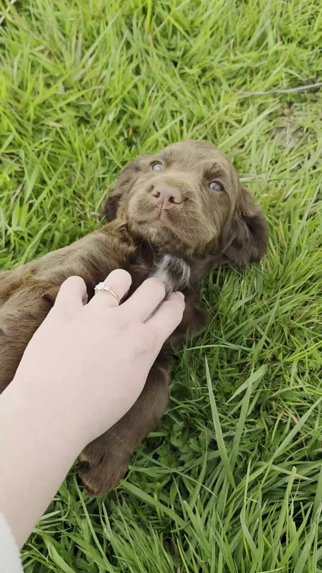 Sprocker dogs for sale: Sprocker spaniel puppies * 1 bitch left * - Video 1