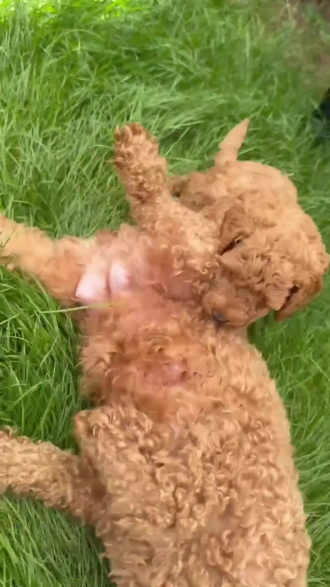 Miniature Poodle dogs for sale: Kc gorgeous red mini Poodle 5 gen pedigree  - Video 3