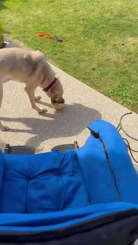 Mixed Breed dogs for adoption: 💙RUFUS💙 Misunderstood Soul Fading In Kennels  in Spalding - Video 1
