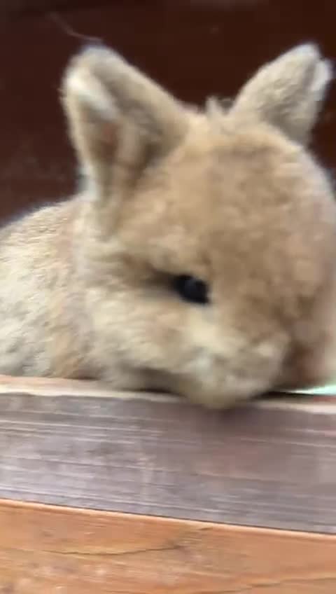 Netherland Dwarf rabbits for sale: Beautiful friendly Netherland Dwarf baby bunnies  - Video 1