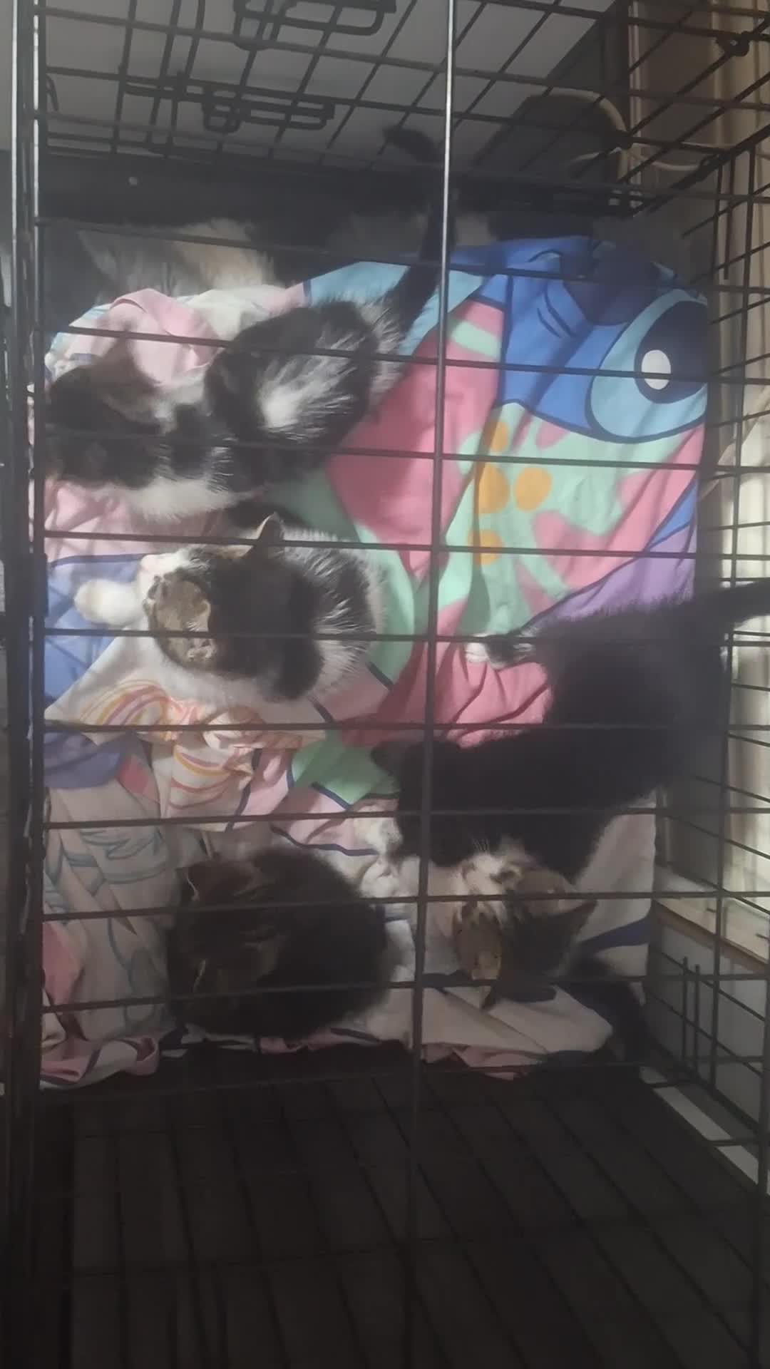 Domestic Shorthair cats for sale: Stunning kittens for sale. - Video 2