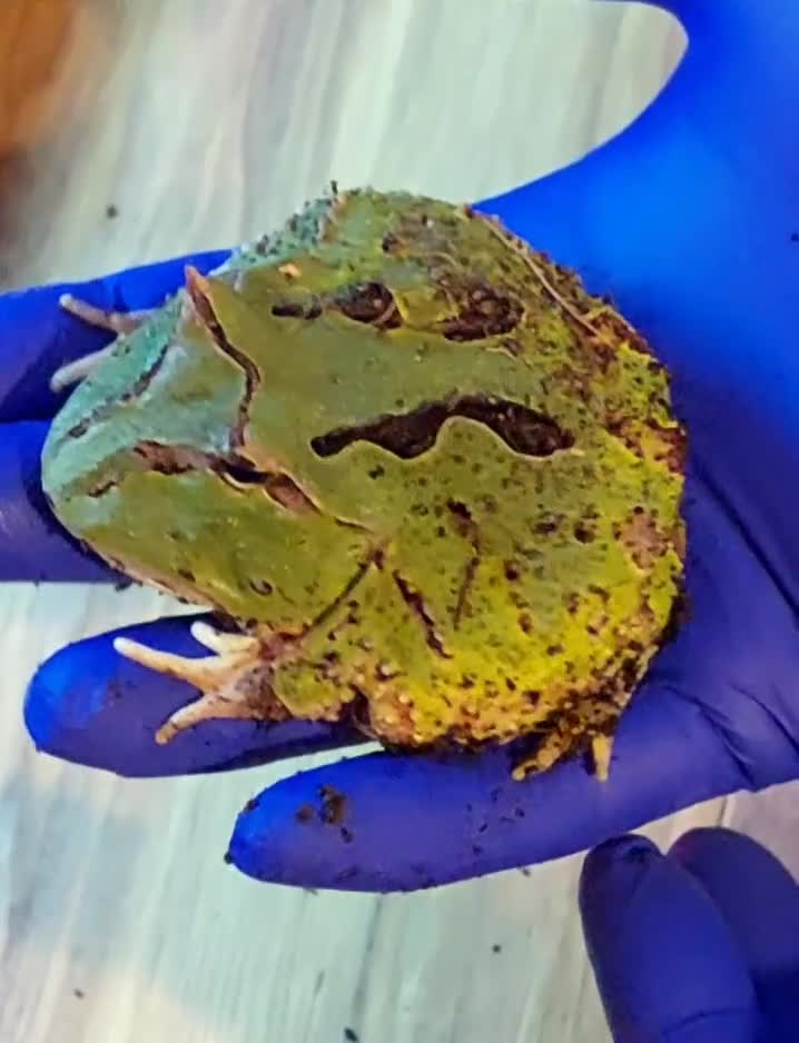 Frog reptiles for sale: Ornate horned Pacman Frog  - Video 1