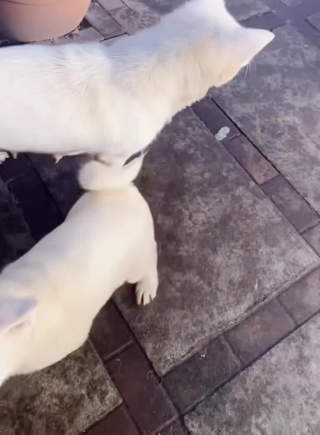 Japanese Akita Inu dogs for sale: Japanese Akita Inu - Video 5