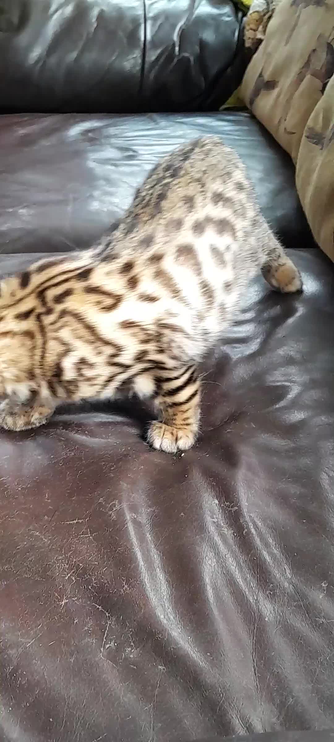 Bengal cats for sale: Ready Now last male left - Video 2