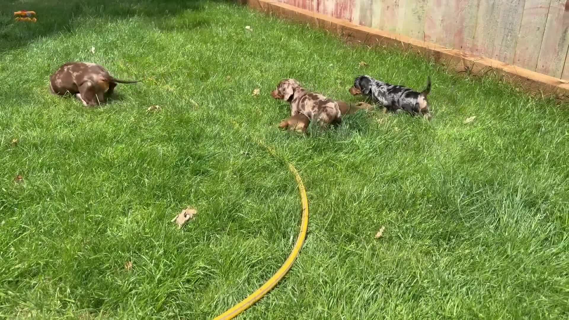 Miniature Dachshund dogs for sale: Miniature Dachshund - Chocolate Dapple (Boy) - Video 1