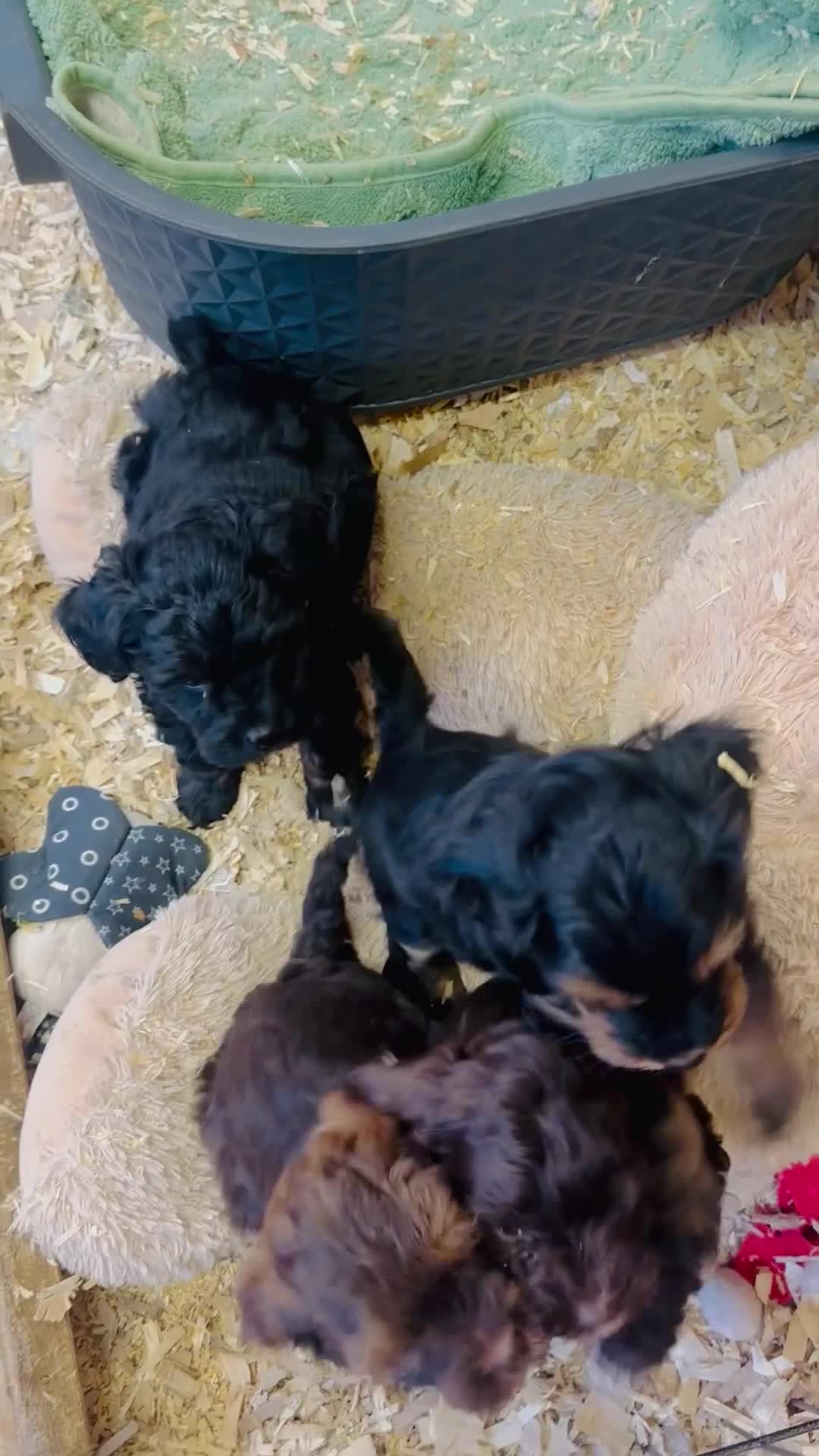 Mixed Breed dogs for sale: Powderpuff poos  - Video 1