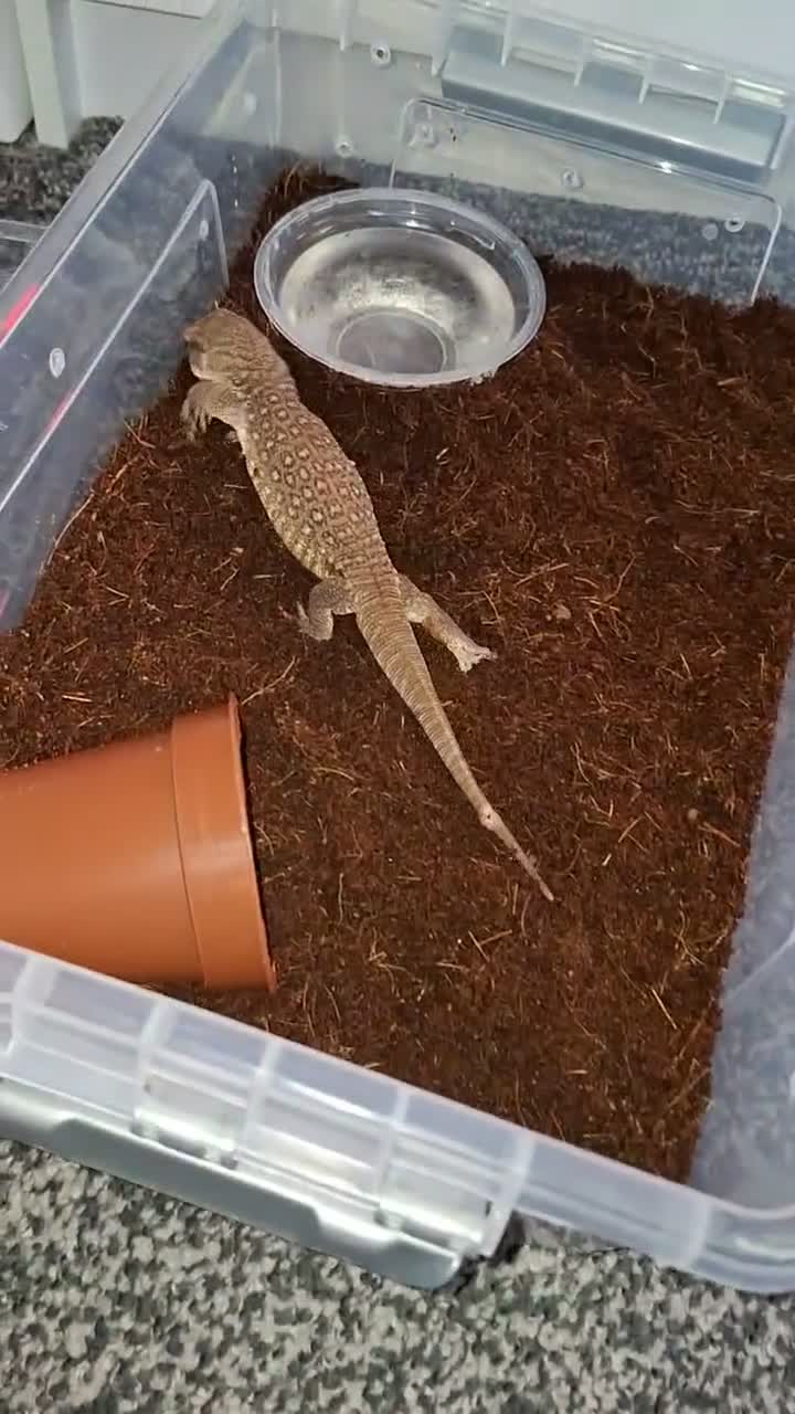 Mixed Breed reptiles for sale: Boss monitor  - Video 1