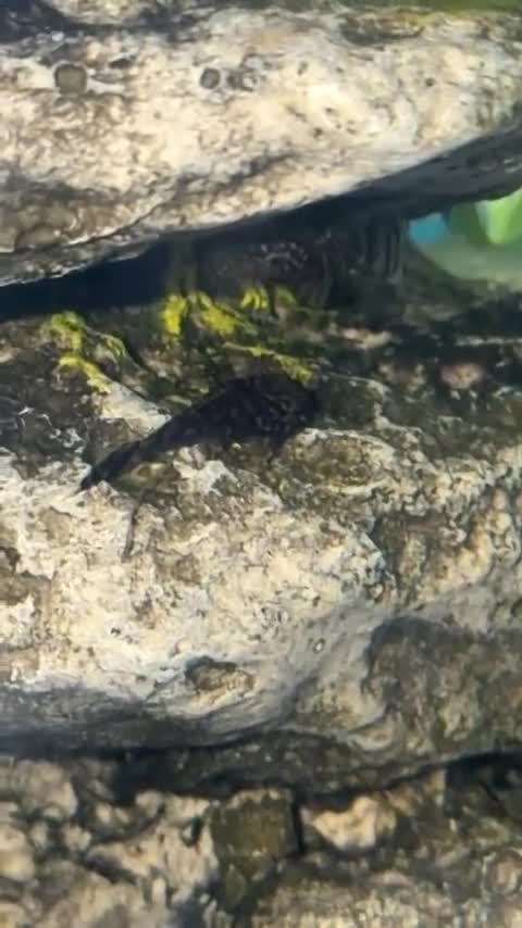 Plecos fish for sale: bristlenose plecos - Video 1