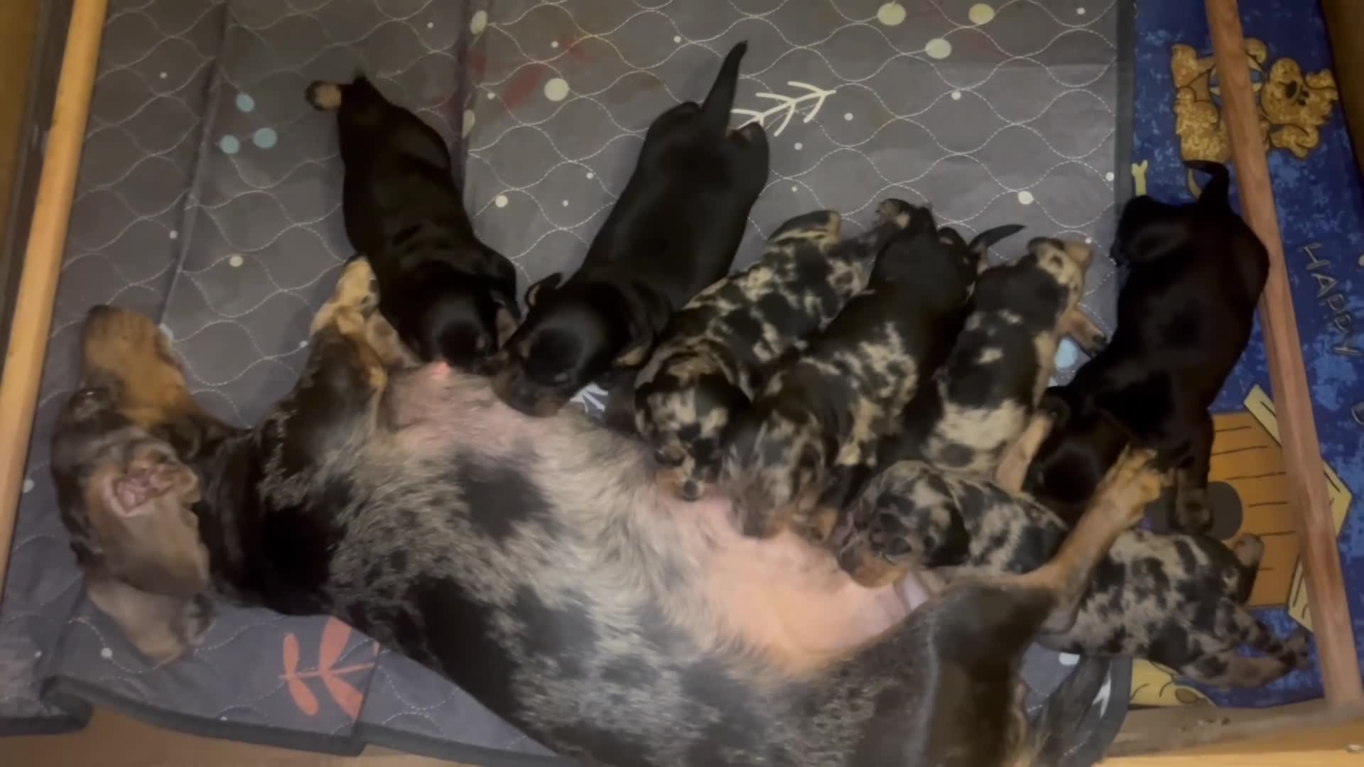 Miniature Dachshund dogs for sale: miniature dash hounds - Video 1