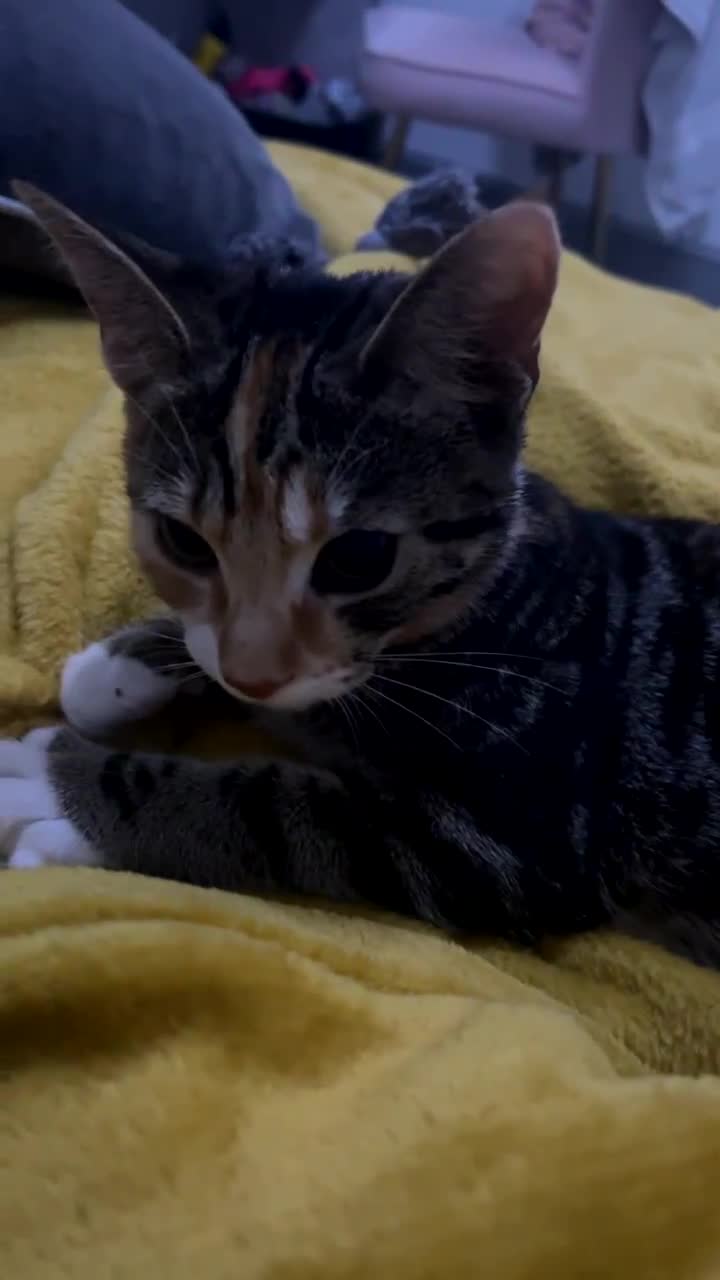 Abyssinian cats for sale: Called star  - Video 2