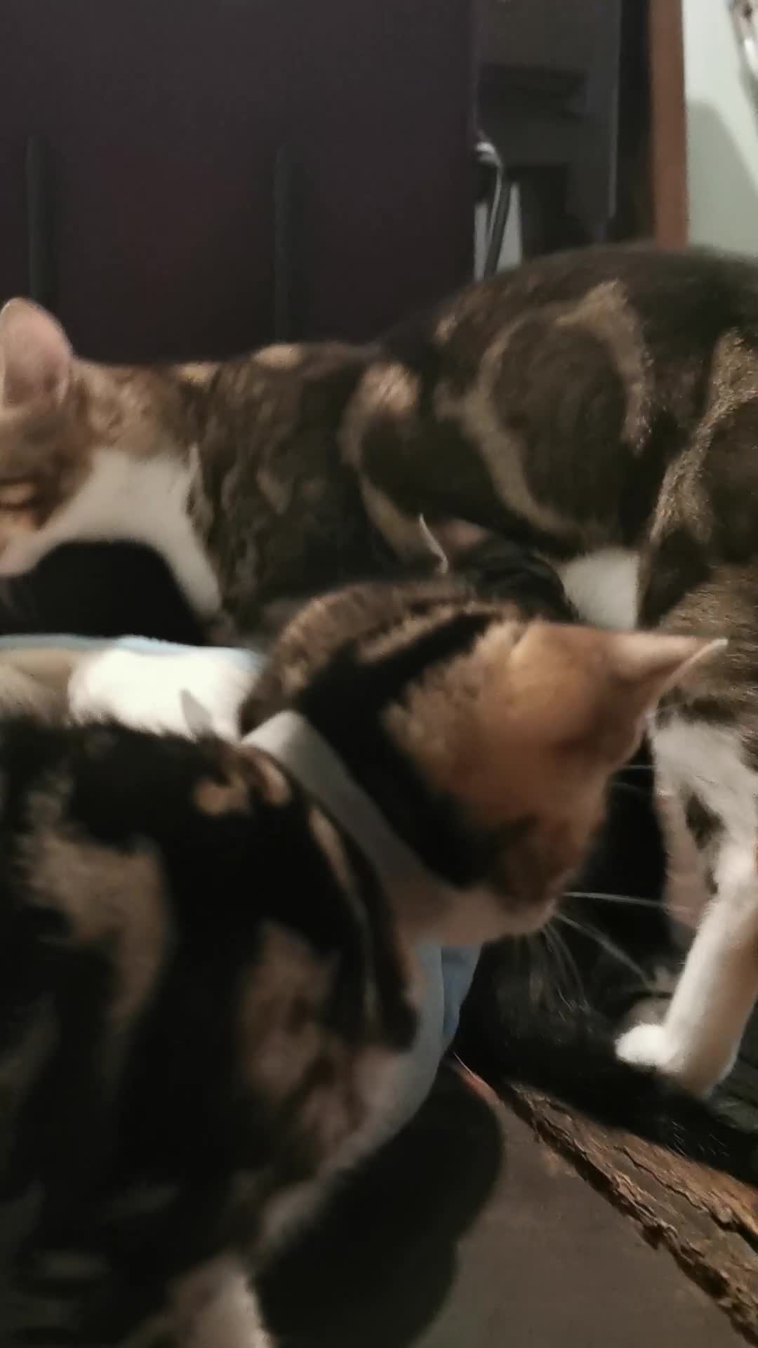 Bengal cats for sale: Stunning Bengal Plus - Video 3
