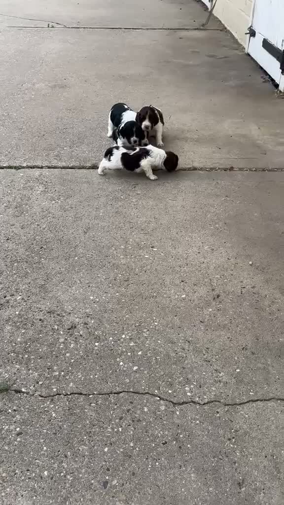 English Springer Spaniel dogs for sale: English Springer Spaniel Puppies  *5 star breeder* - Video 1