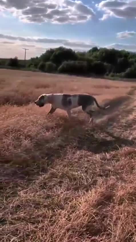 Great Dane dogs for sale: Stunning 3 Yr Old Great Dane - Rare Blue Harlequin - Video 1