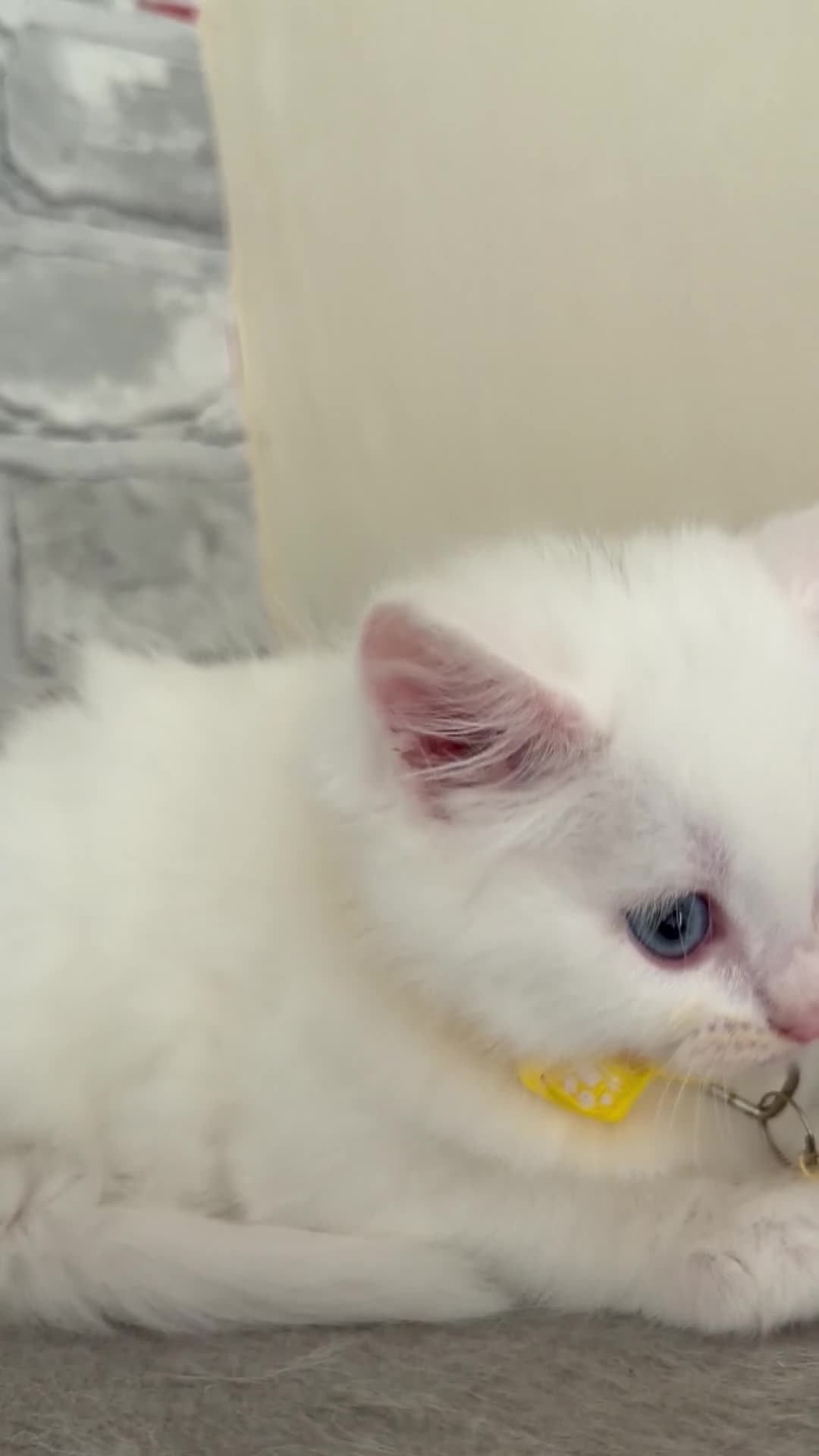 Mixed Breed cats for sale: Ragdoll X Turkish angora kittens for SALE !!! - Video 3