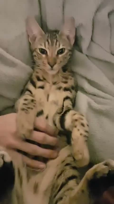 Mixed Breed cats for sale: Rehoming 4 year old Bengal/Savannah cross in Cardiff - Video 1
