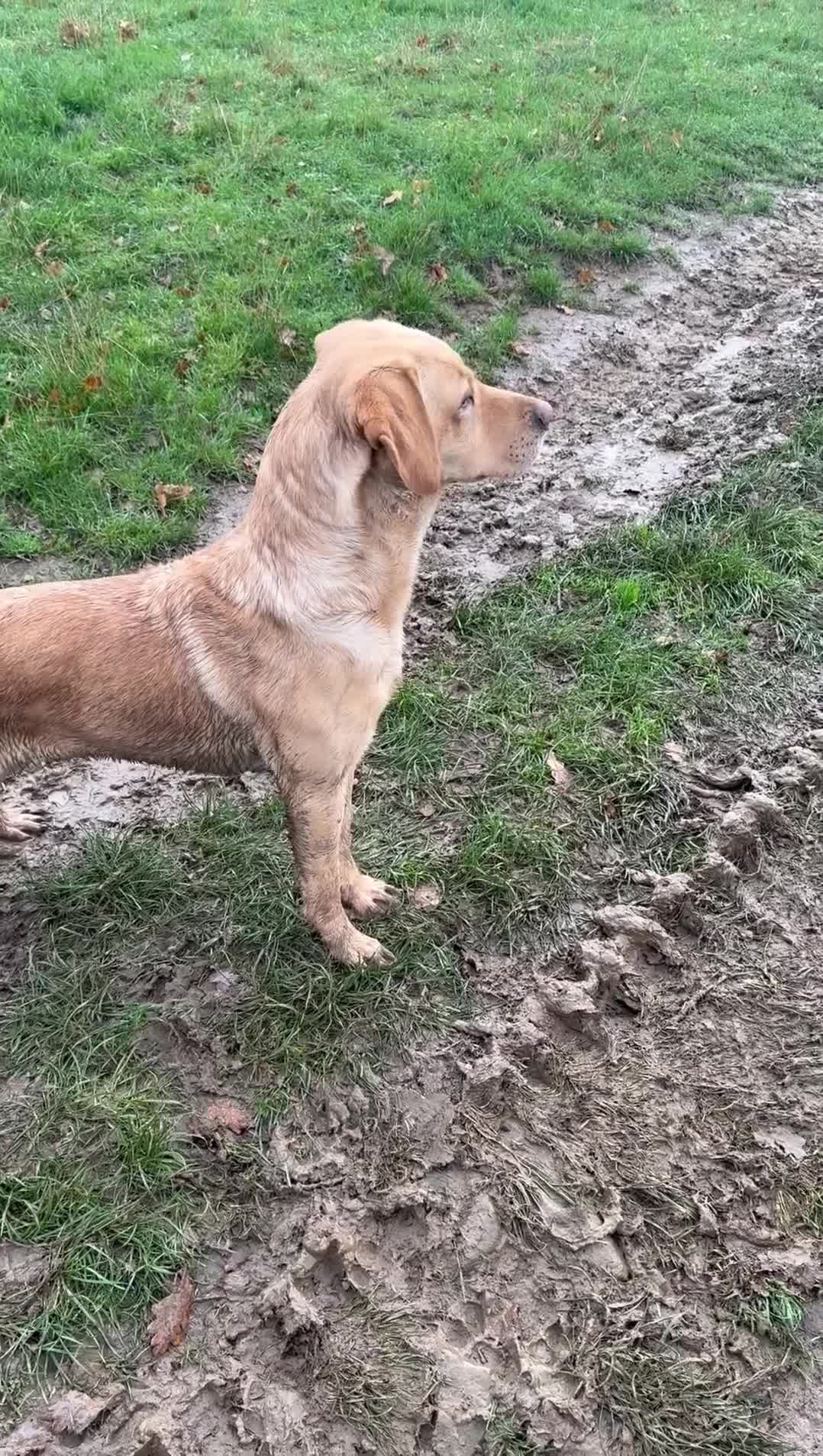 Labrador Retriever dogs for stud: For stud  in Middlesbrough - Video 1