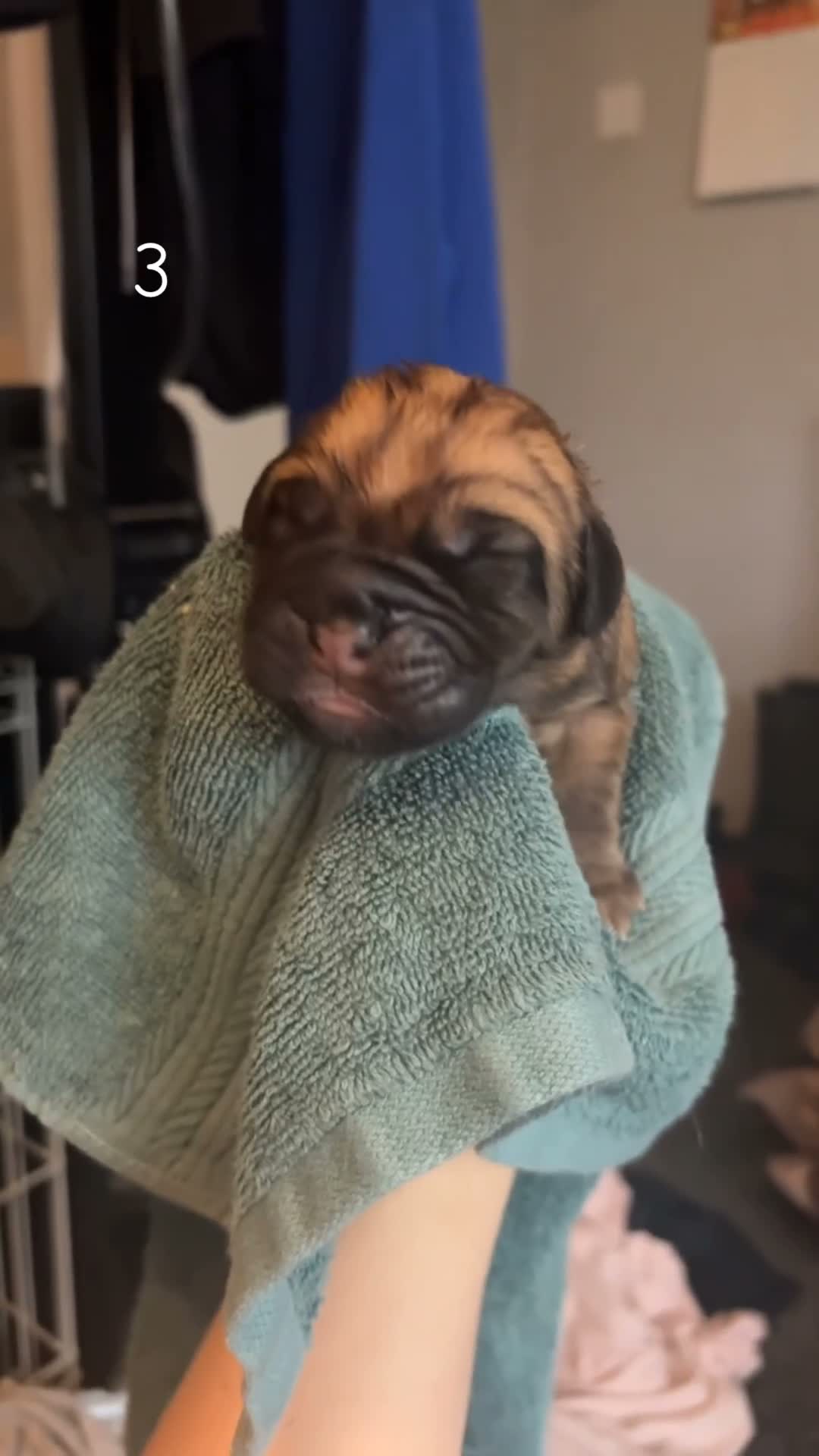 Mixed Breed dogs for sale: Dogue de Bordeaux x cane corso  - Video 2