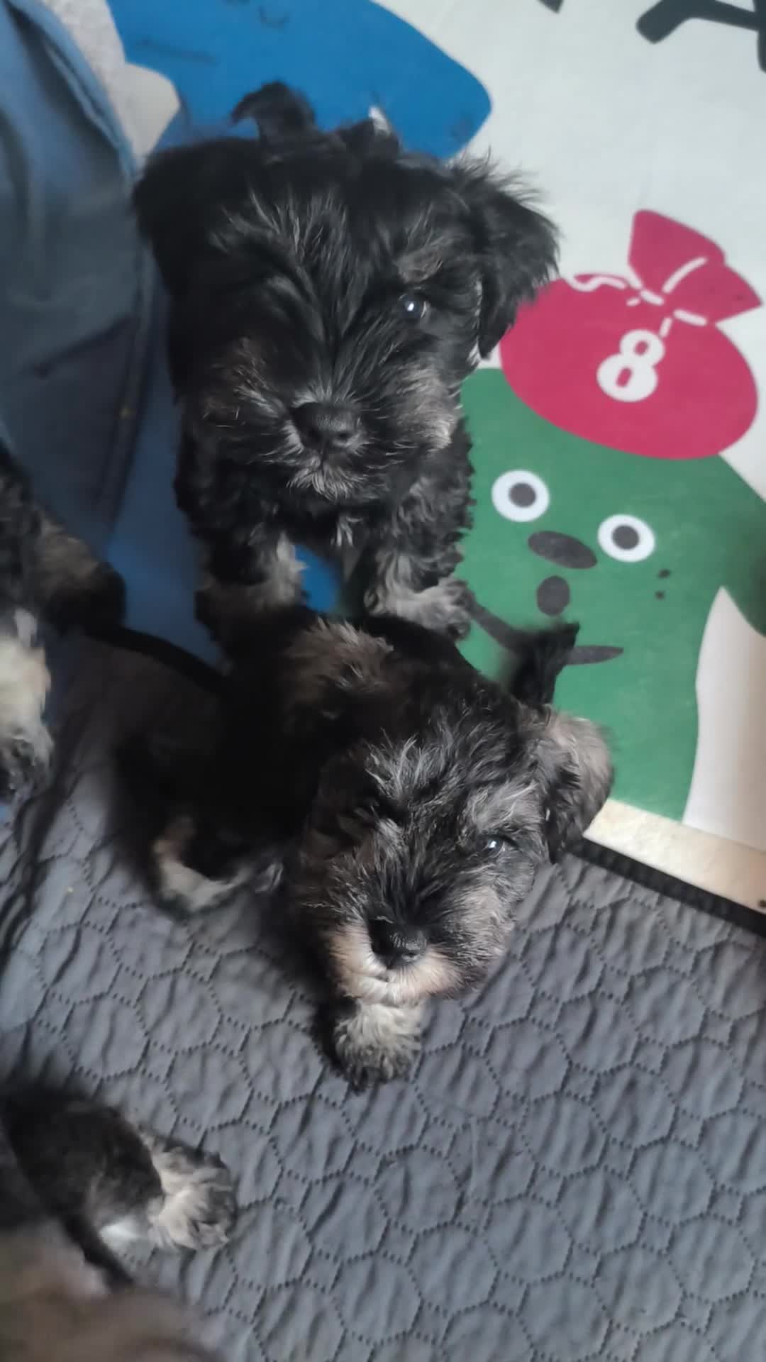 Miniature Schnauzer dogs for sale: Charming Mini Schnauzers with KC registration - Video 1