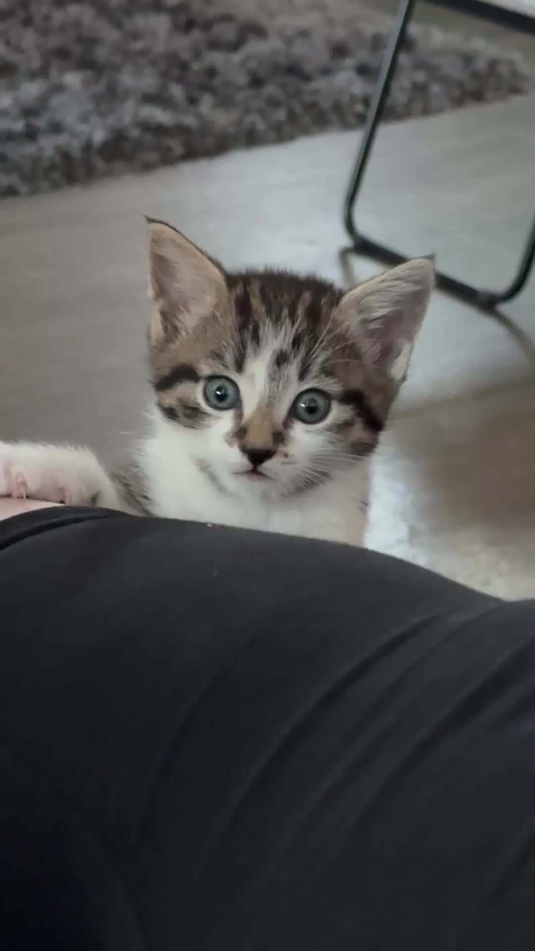 Domestic Shorthair cats for sale: 3 beautiful tabby females  - Video 1