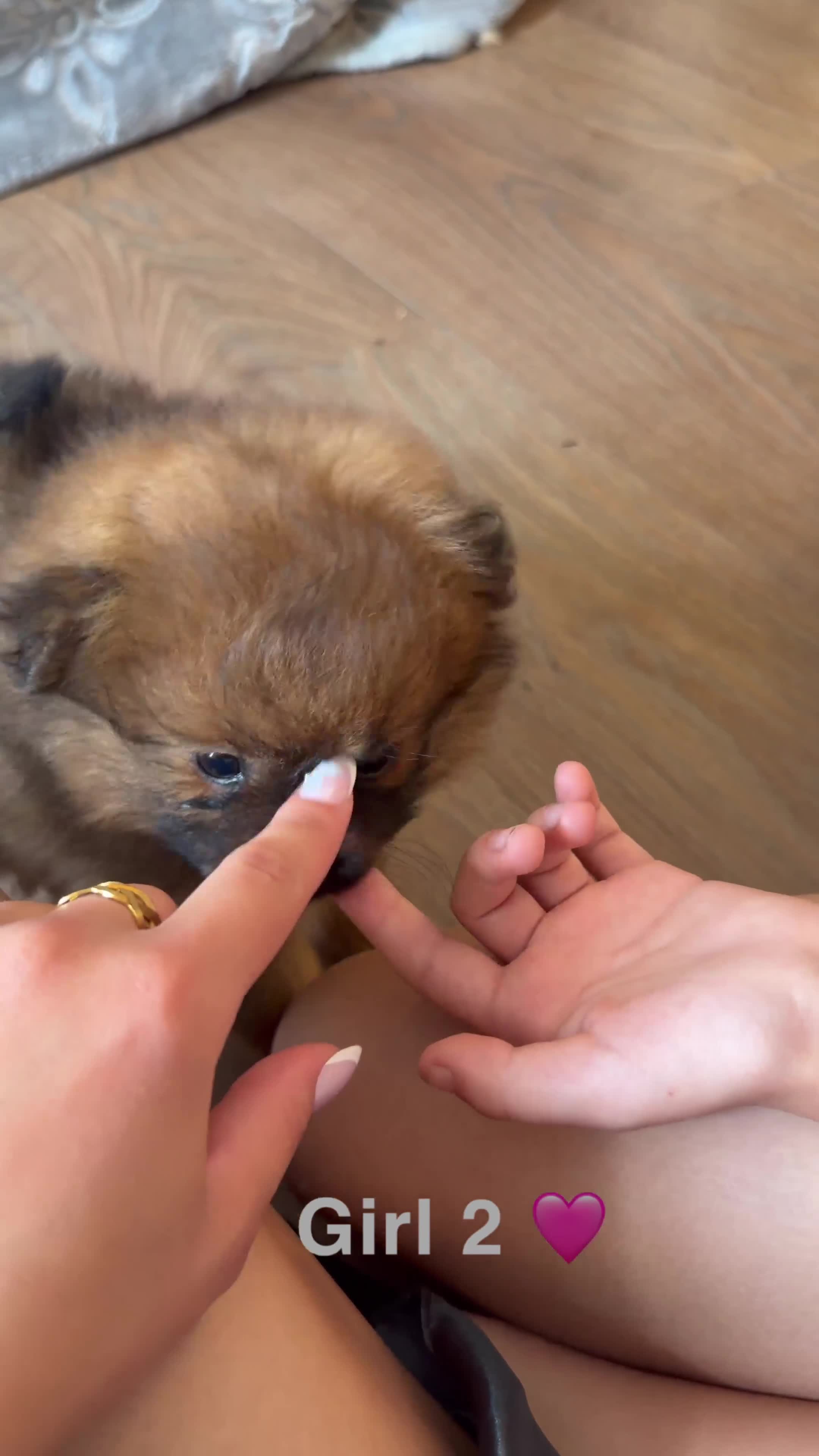 Pomeranian dogs for sale: 3 Beautiful Pom Pups 🩷🩵 - Video 3