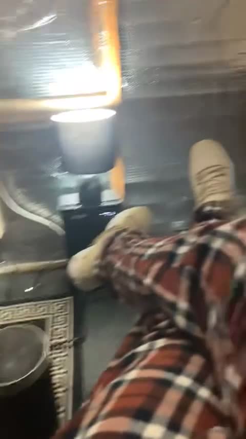 Budgerigars birds for sale: Budgies  - Video 2