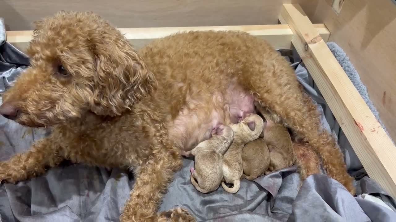 Labradoodle dogs for sale: Miniature Labradoodle Puppies for sale  in Southampton - Video 1