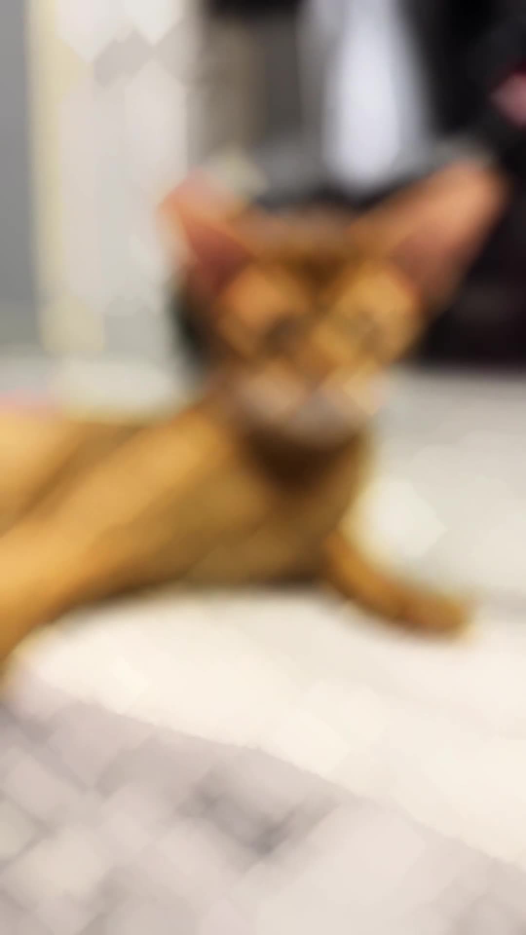 Abyssinian cats for sale: 1 sorrel Abyssinian Kitten left , Champion Line  - Video 4