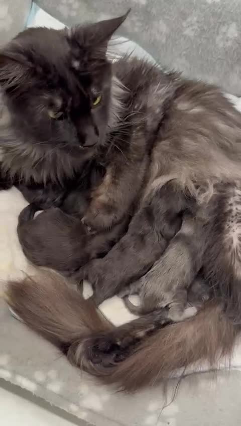 Maine Coon cats for sale: 🖤Beautiful Black Maine Coon Girl 3 Years old🖤 - Video 2