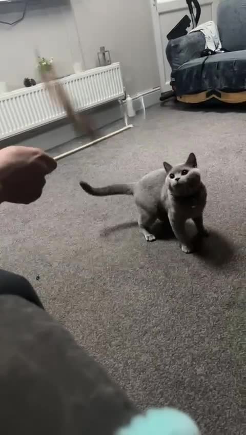 British Shorthair cats for sale: Cat for rehoming  - Video 2