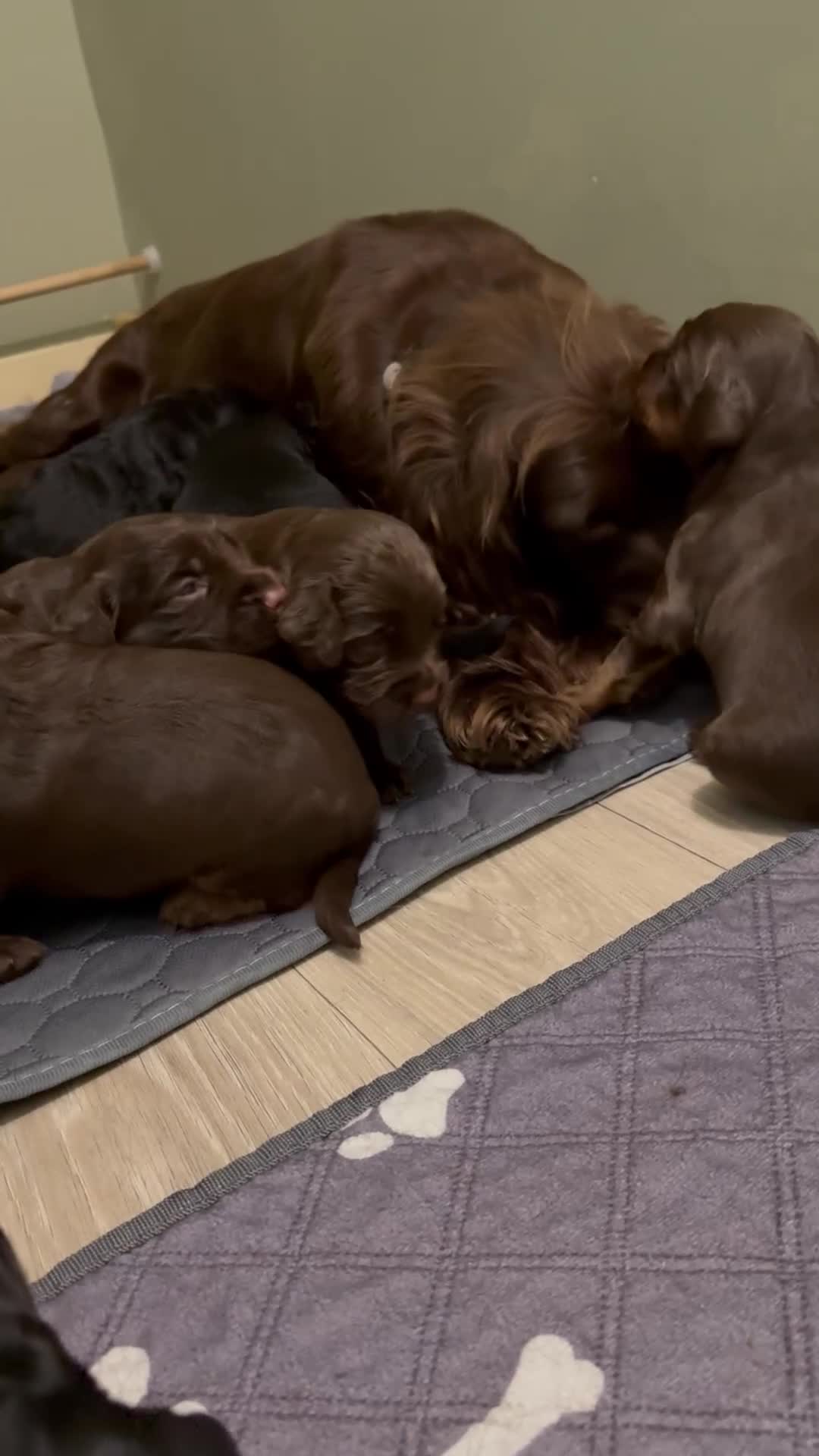 Sprocker dogs for sale: Last gorgeous Sprocker boy remaining  - Video 3