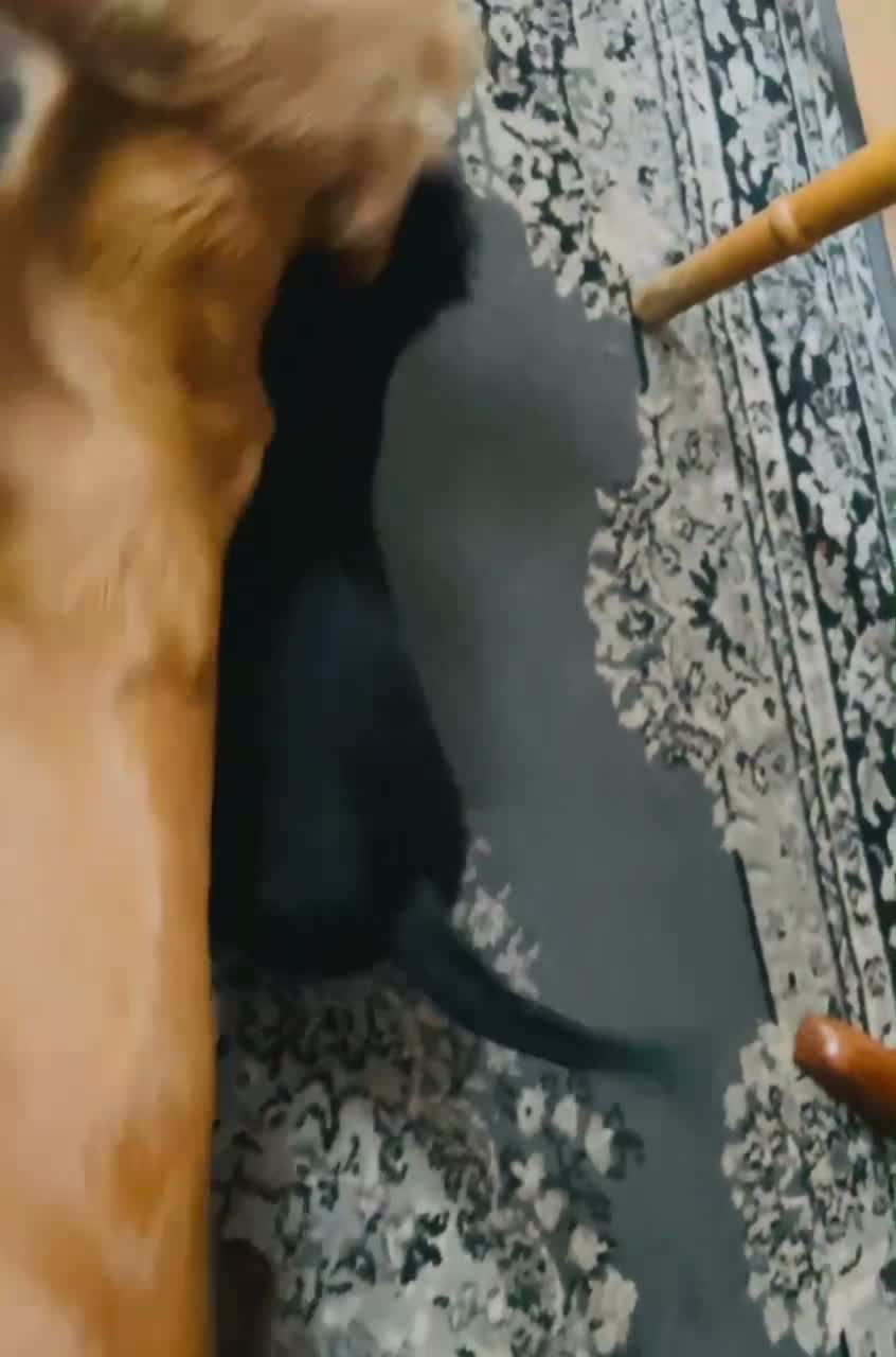 Miniature Dachshund dogs for sale: Black&Tan Puppies Looking for Their Forever Homes! - Video 2