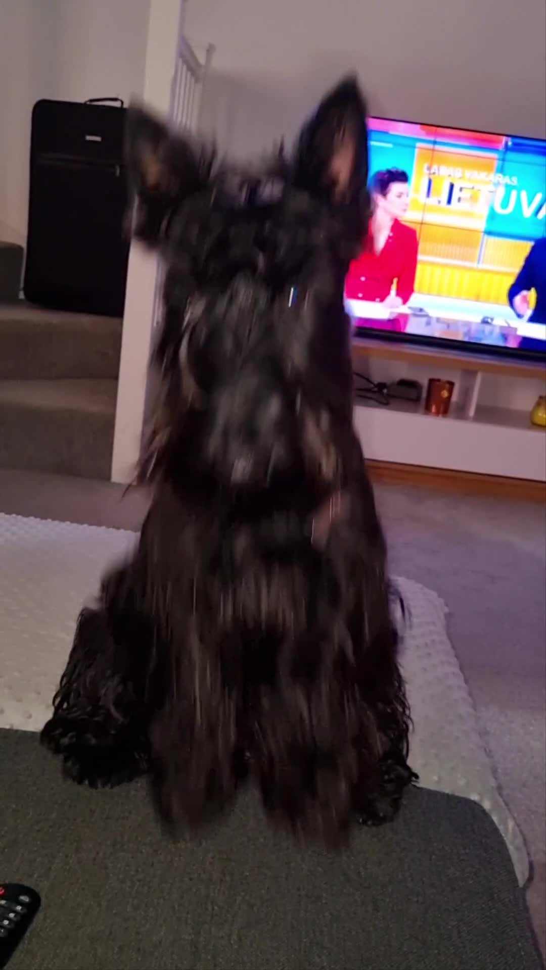 Scottish Terrier dogs for sale: puppies for sale - Video 1