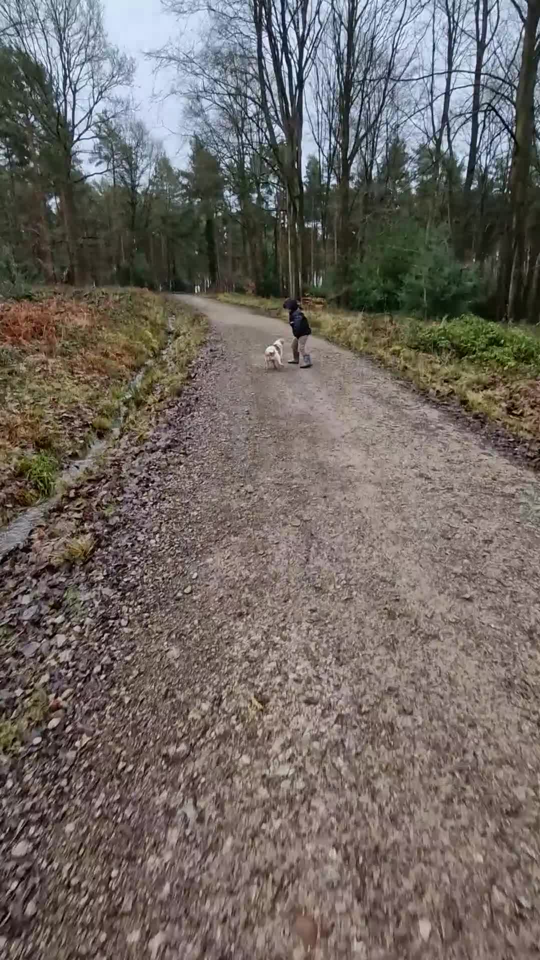 Jug dogs for sale: Looking for a loving home for Max 9 month old jug - Video 1