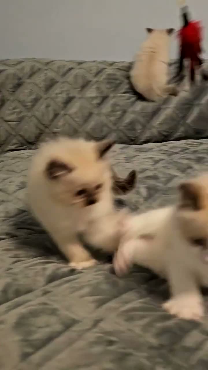 Ragdoll cats for sale: Stunning Ragdoll kittens 😸  - Video 3
