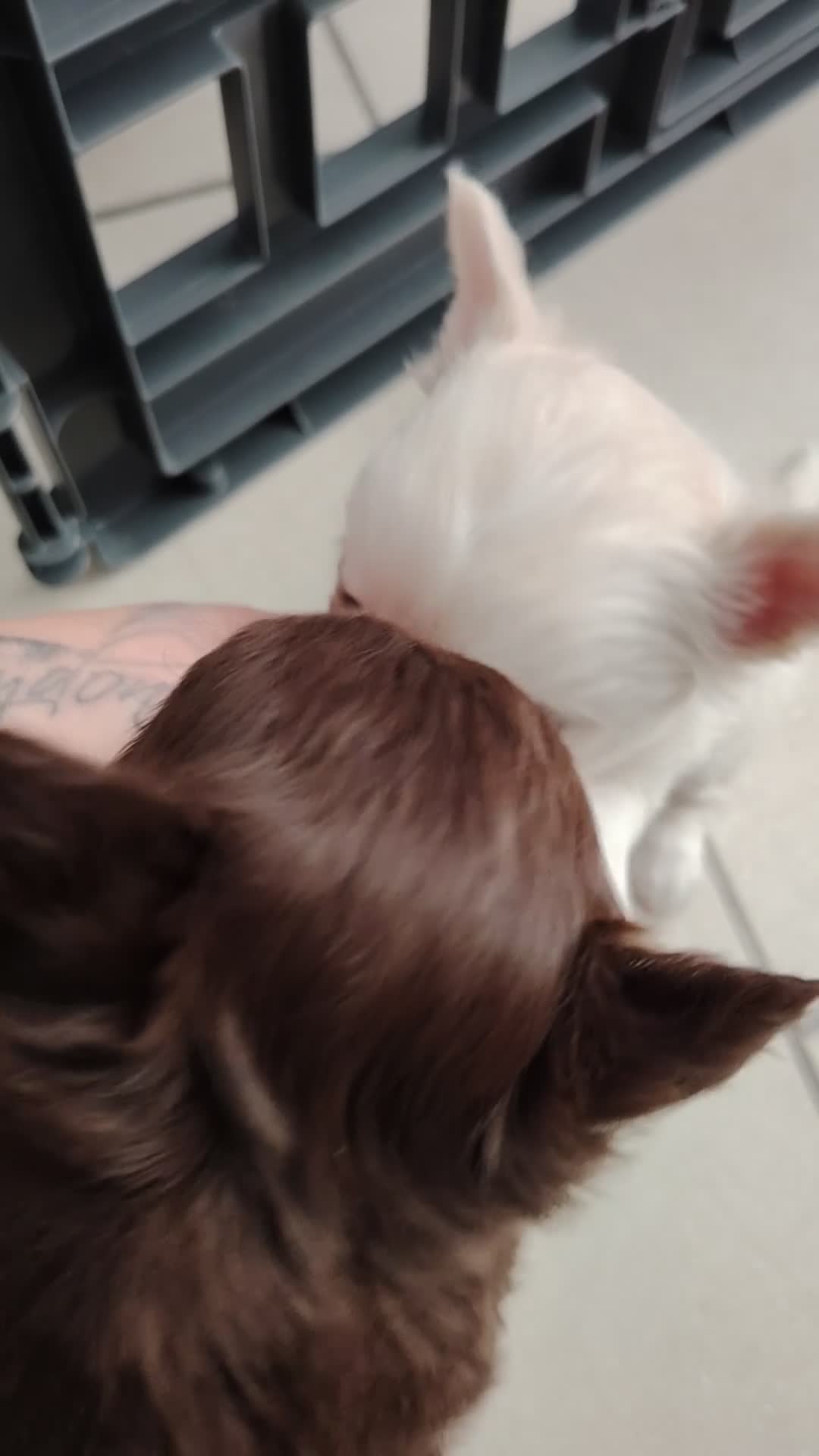 Chihuahua dogs for sale: Both girls are now reserved  - Video 1