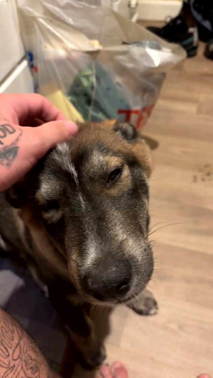 Mixed Breed dogs for sale: Bruce  - Video 3