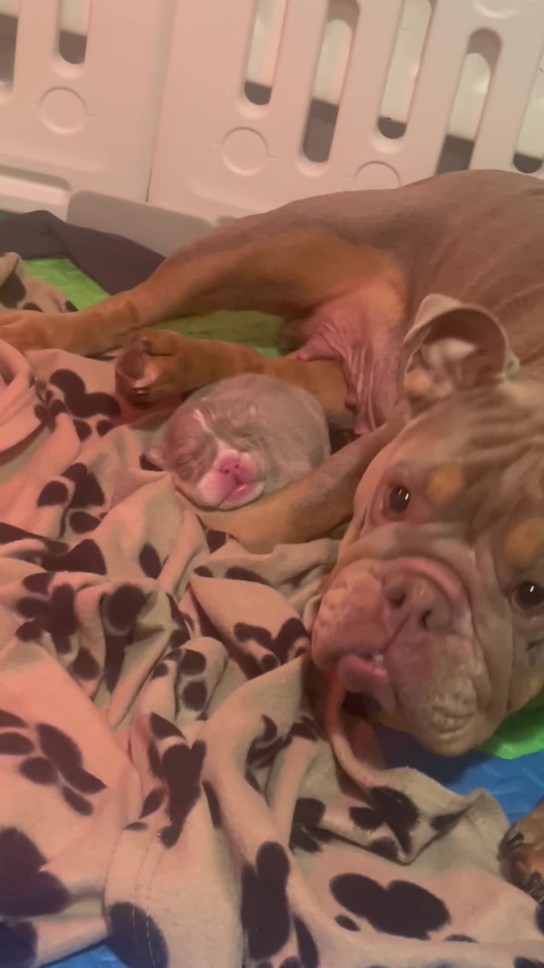 English Bulldog dogs for sale: Beautiful English bulldog pup - Video 2