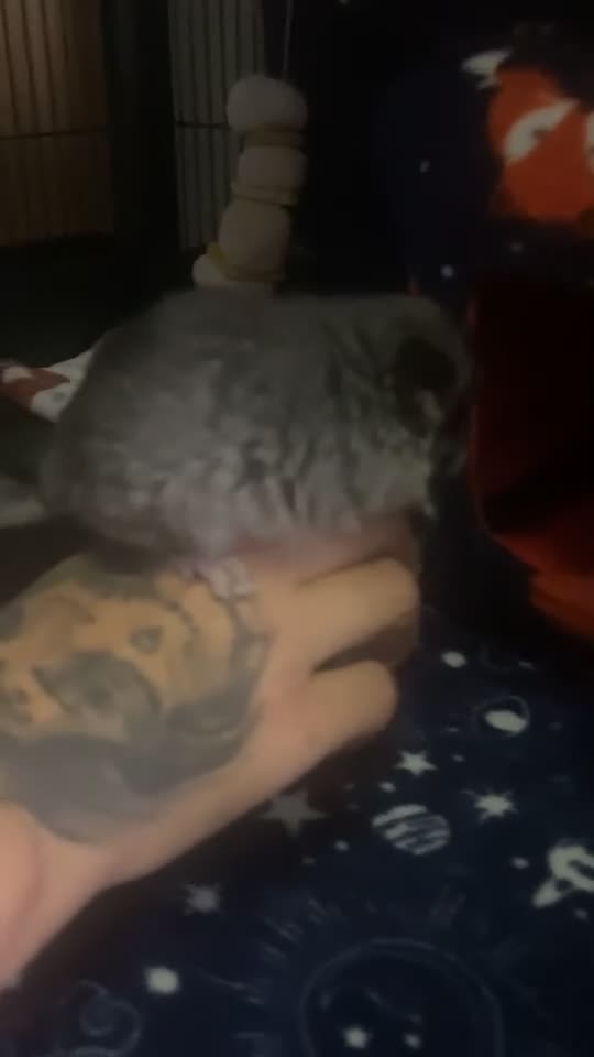 Chinchilla rodents for sale: Baby male chinchilla - Video 1