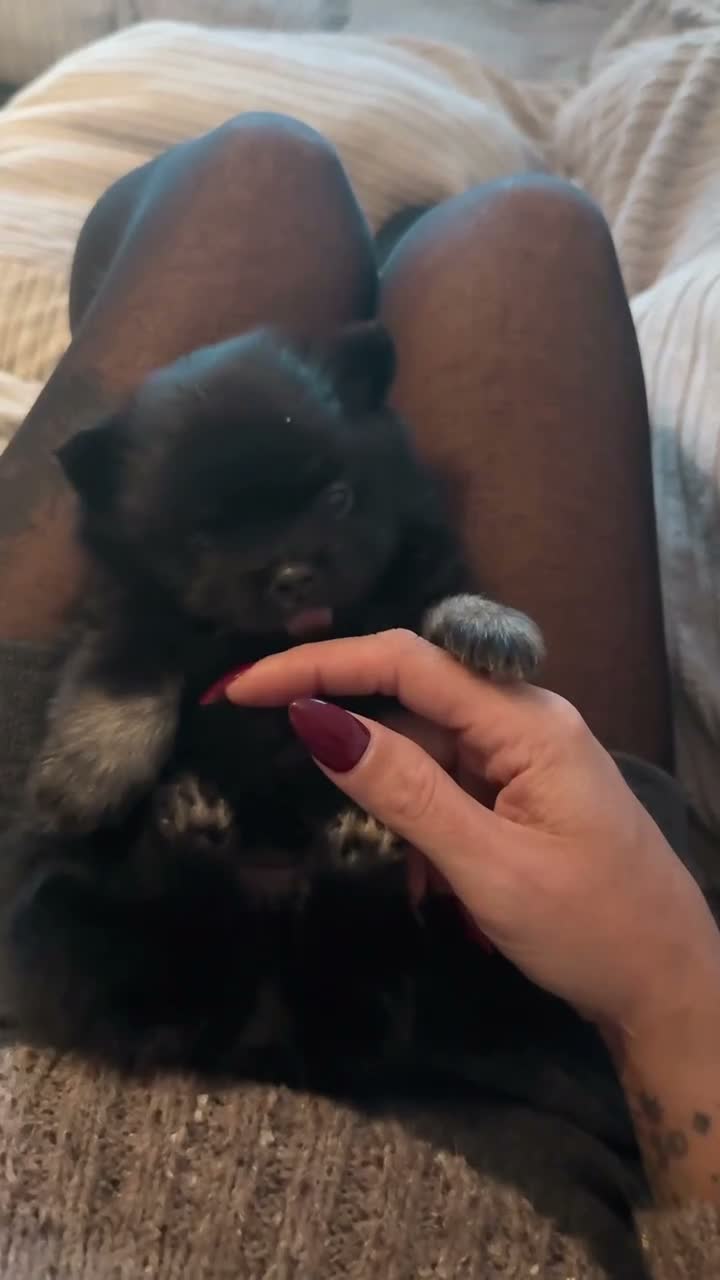 Pomchi dogs for sale: Stunning super friendly laidback little girl  - Video 5