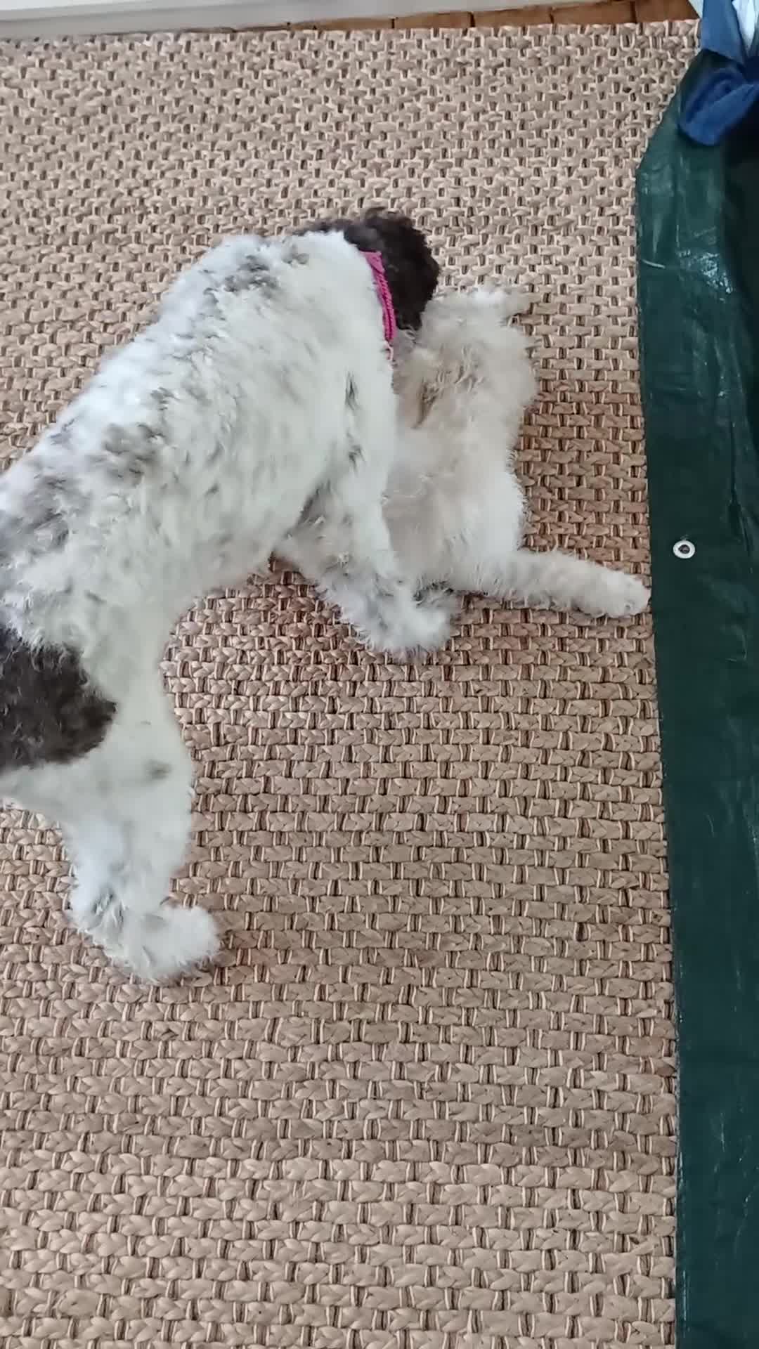 Lagotto Romagnolo dogs for sale: Reduced Lagotto Vet Checked/Chipped/Vaccinated   - Video 3