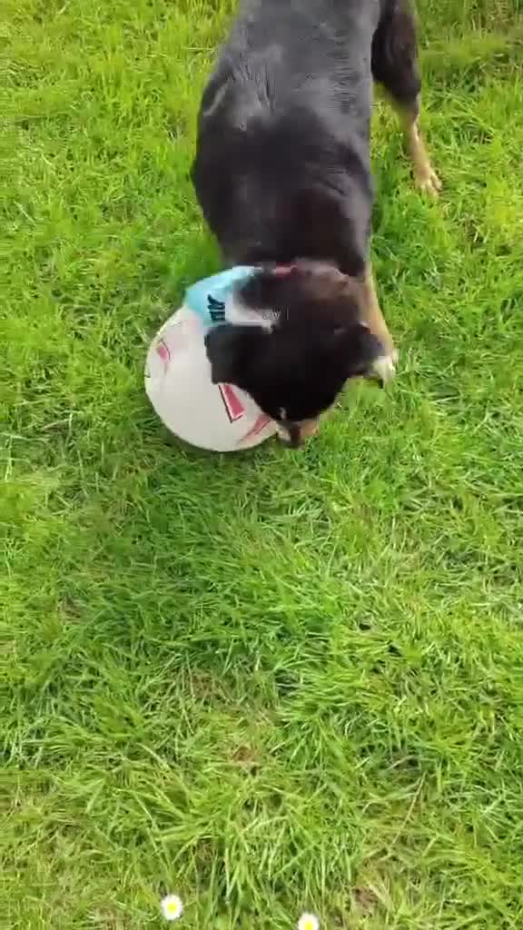 Mixed Breed dogs for adoption: Stunning Rosa in Taunton - Video 2