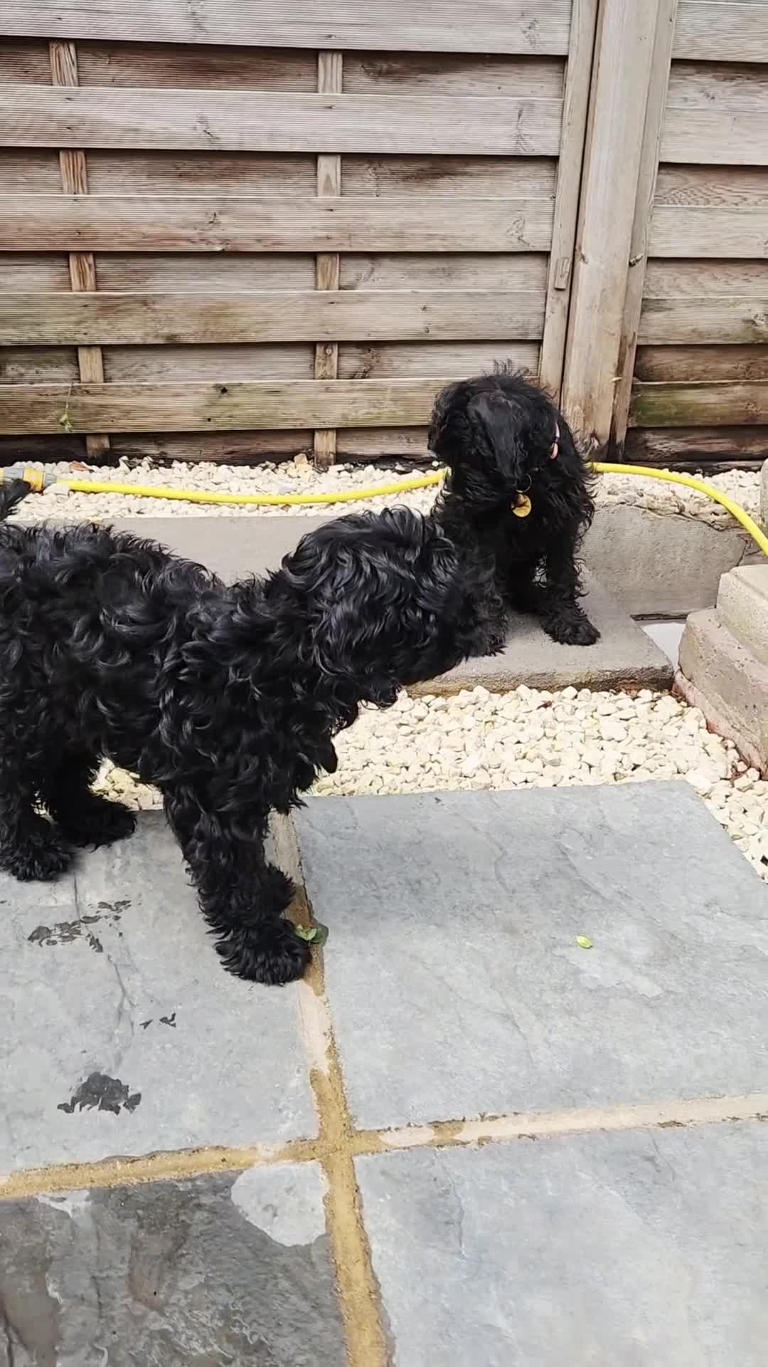 Mixed Breed dogs for sale: Three Stunning Toy Cavoodle Puppies Available Now  - Video 2