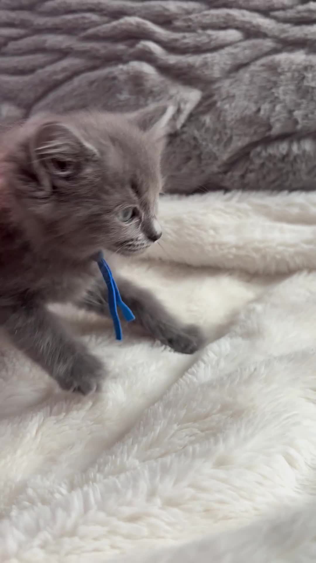 Ragdoll cats for sale: Stunning Ragdoll kittens available  - Video 4