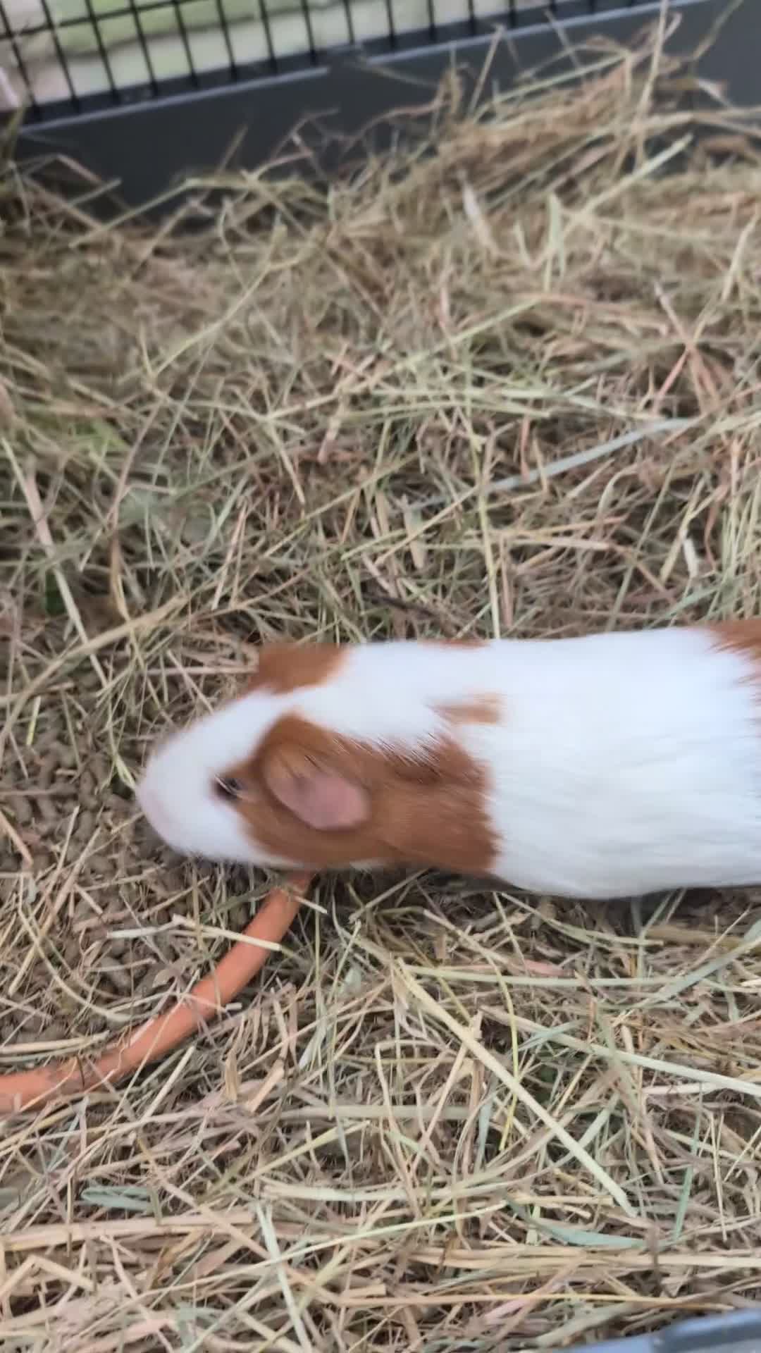 Guinea Pig rodents for sale: Male rescue guinea pig - Video 1