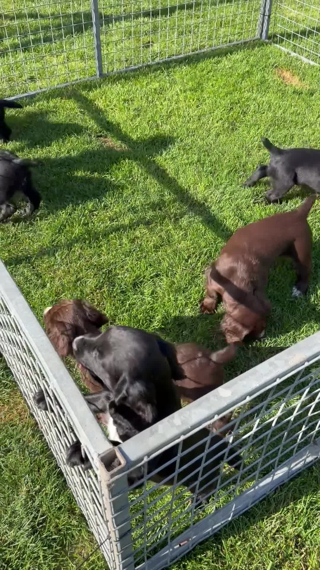 Sprocker dogs for sale: Sprocker spaniel pups - Video 1