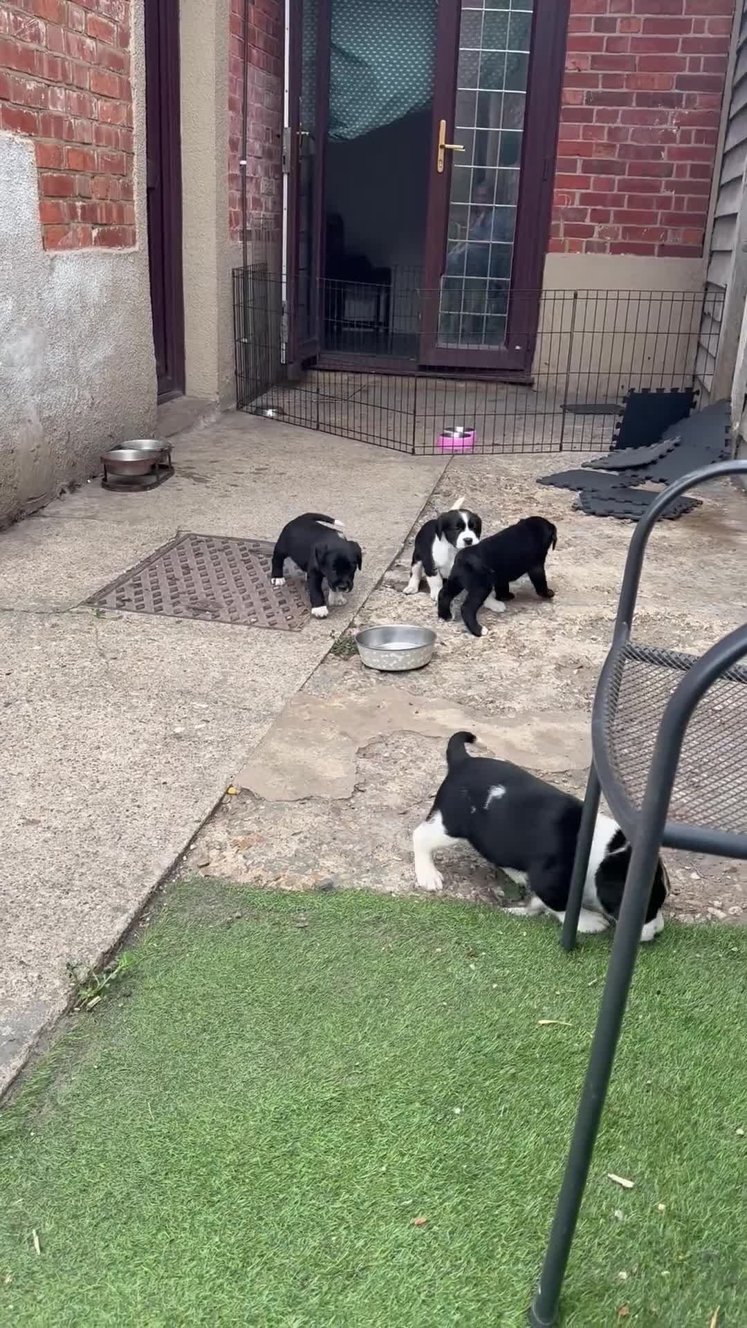 Cockerdor dogs for sale: Ready tomorrow, 4 pups left  - Video 1