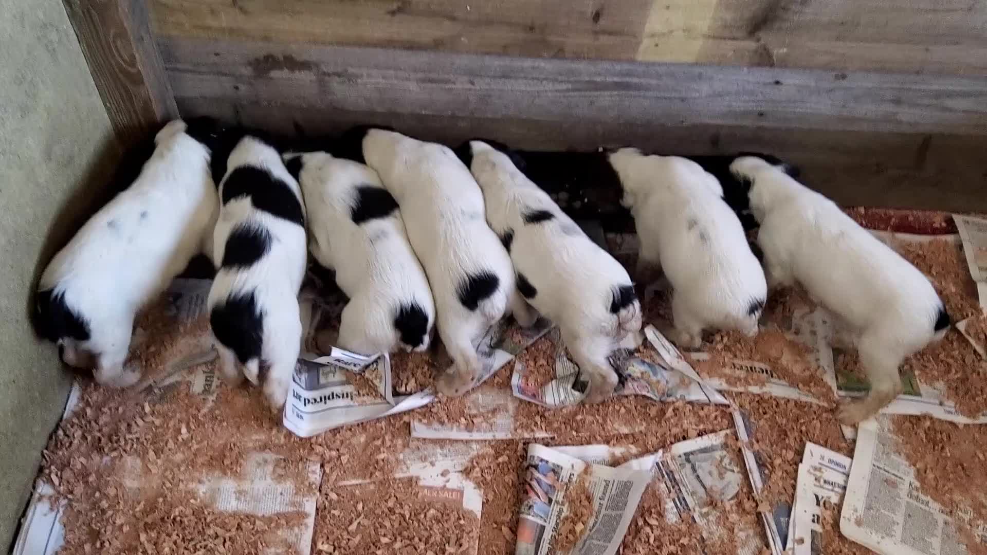 English Springer Spaniel dogs for sale: 3 male Springer Spaniel pups KC Reg and Pedigree - Video 1