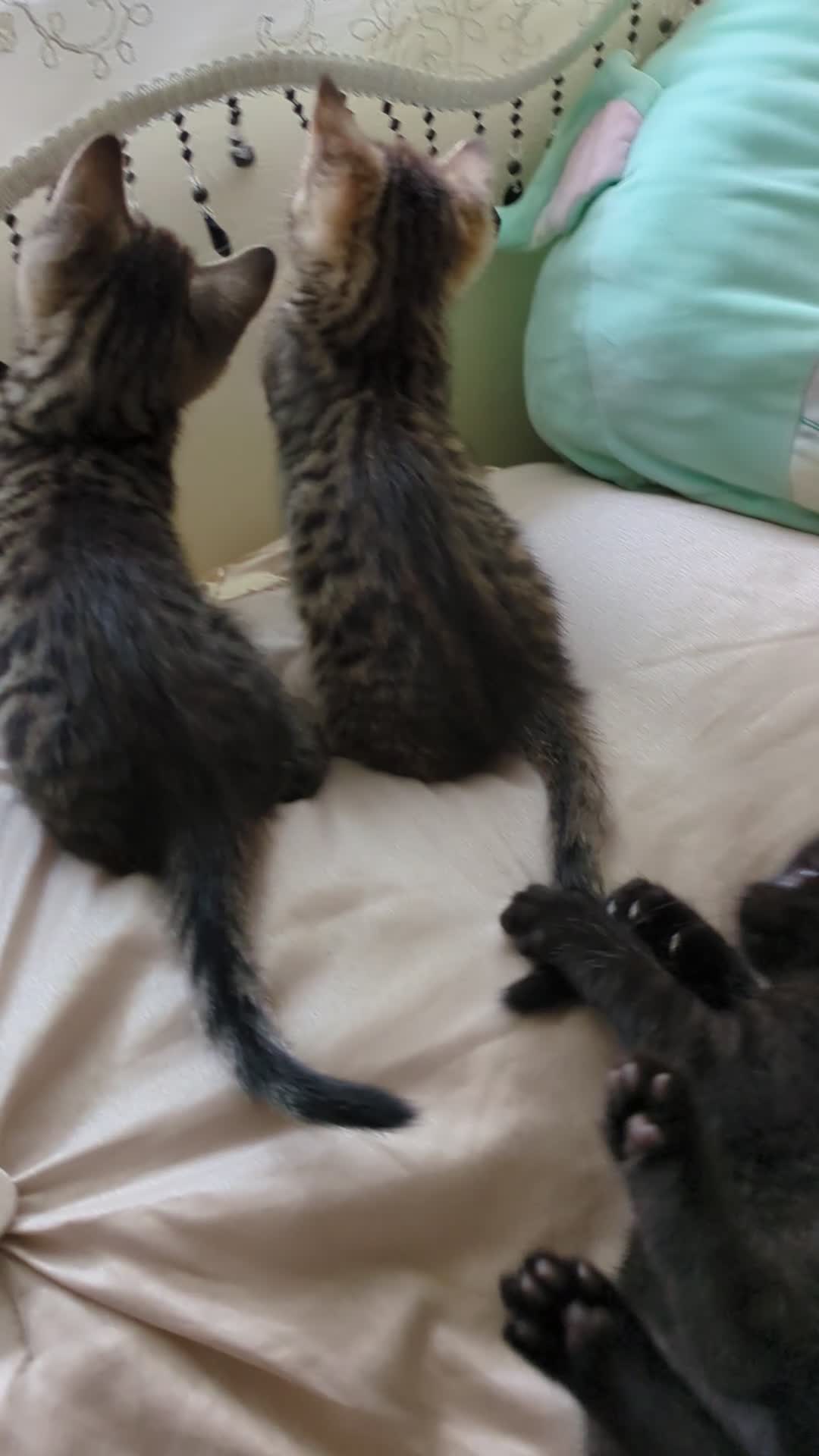 Bengal cats for sale: Purebred Spotted Bengal Kittens Brown Charcoal - Video 1