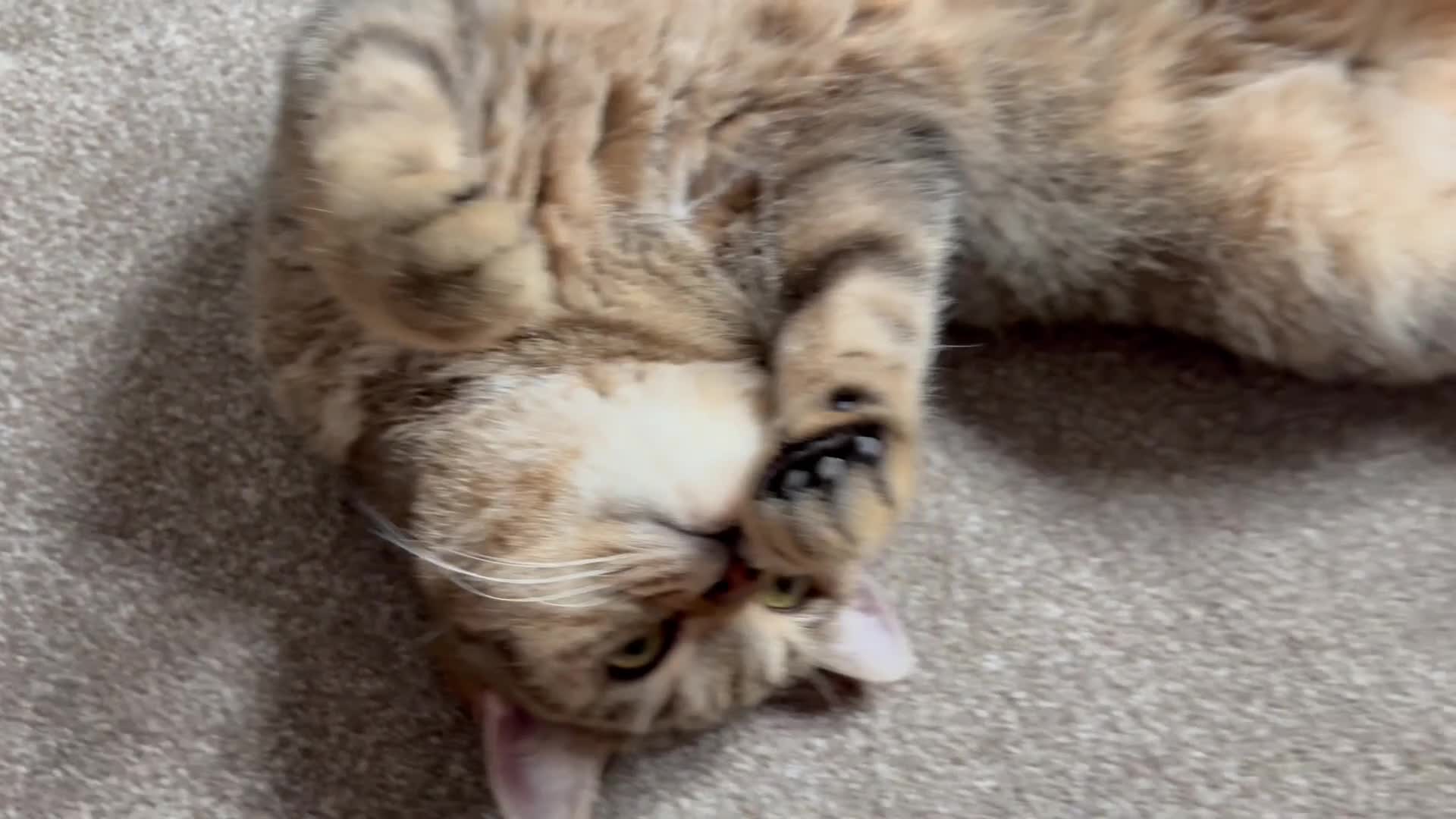 British Shorthair cats for sale: Golden Ticked Tabby GCCF British Shorthair - Video 1